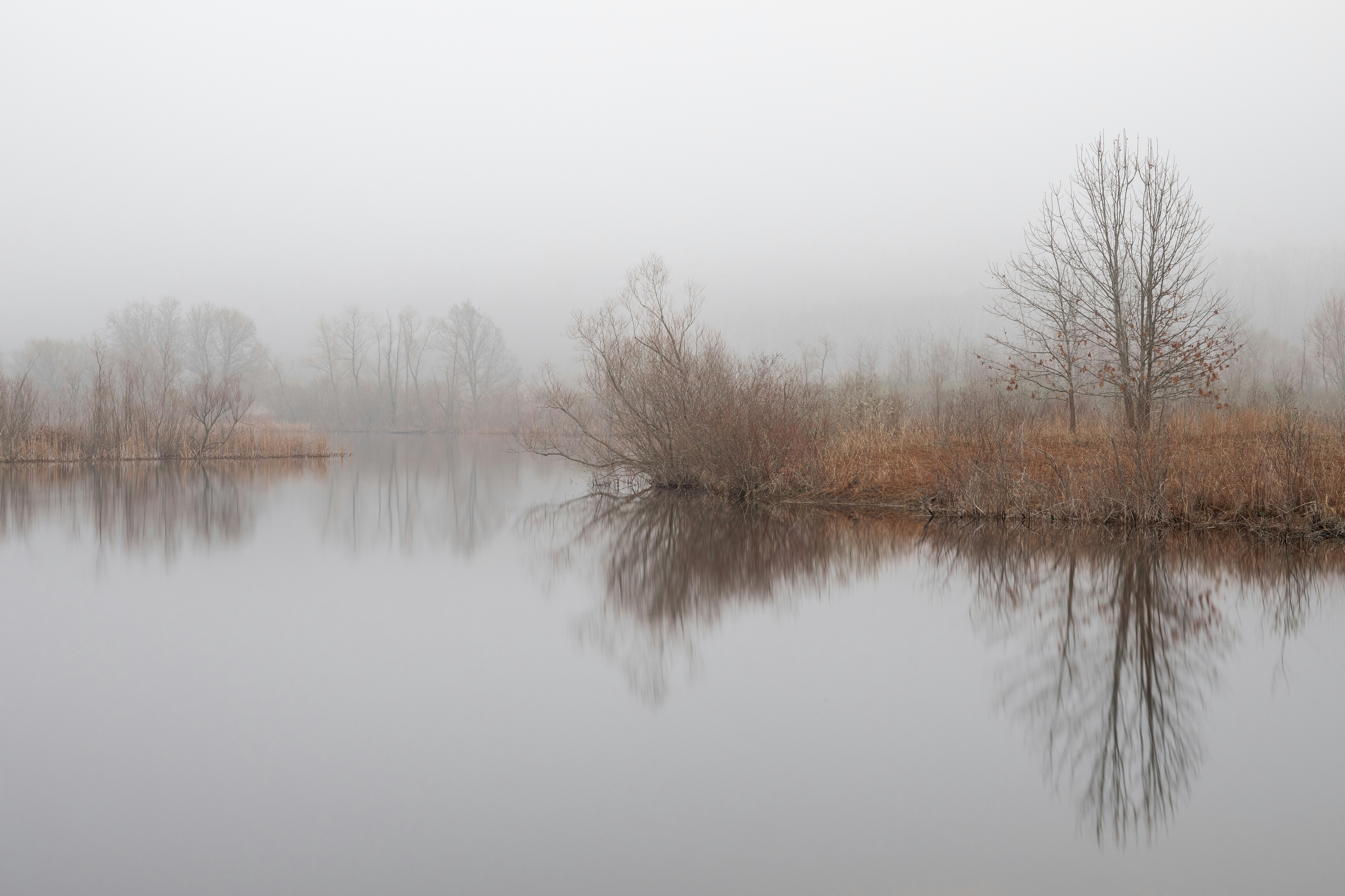 brown leafless trees near lake during daytime